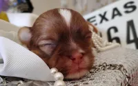 Havashu - Murdock, a male Havanese and Shih Tzu for sale in Houston, TX – 6 of 10