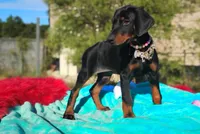 Ladylove, a female Doberman Pinscher for sale in Beaumont, TX – 9 of 10