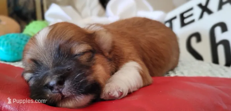 Havashu pup- Lucky Girl⭐ – Havanese, Shih Tzu puppy for sale in Houston, TX