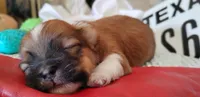 Havashu pup- Lucky Star ⭐, a female Havanese and Shih Tzu for sale in Houston, TX – 6 of 10