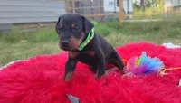 Ironman , a male Doberman Pinscher for sale in Beaumont, TX – 4 of 8