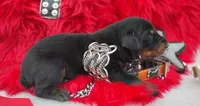 AKC Champion Bloodline -Puppy Alexander , a male Doberman Pinscher for sale in Beaumont, TX – 6 of 7