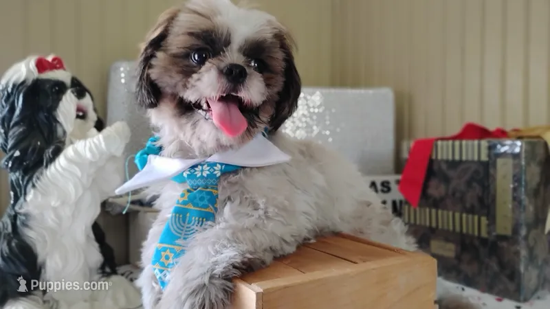 Full AKC  Shih Tzu – Shih Tzu puppy for sale in Houston, TX