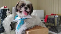 Puppy Oreo, a male Shih Tzu for sale in Houston, TX – 4 of 10