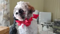 Puppy Zimba, a male Shih Tzu for sale in Houston, TX – 4 of 6