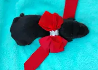 Dora , a female Doberman Pinscher for sale in Beaumont, TX – 3 of 6