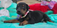 Summer, a female Doberman Pinscher for sale in Beaumont, TX – 9 of 9