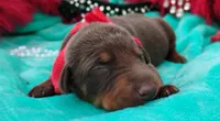 Tinker Bell , a female Doberman Pinscher for sale in Beaumont, TX – 1 of 9