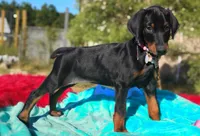 Ladylove, a female Doberman Pinscher for sale in Beaumont, TX – 4 of 10
