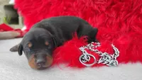 AKC Champion Bloodline - Puppy Oliver , a male Doberman Pinscher for sale in Beaumont, TX – 7 of 8