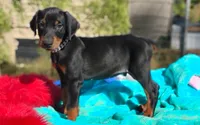 Murdock , a male Doberman Pinscher for sale in Beaumont, TX – 6 of 8