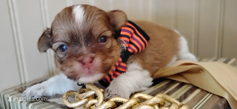 Havashu - Murdock – Havanese, Shih Tzu puppy for sale in Houston, TX