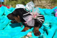 Sophia , a female Doberman Pinscher for sale in Beaumont, TX – 4 of 8