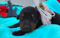 Hanna Montana , a female Doberman Pinscher for sale in Beaumont, TX – 4 of 6
