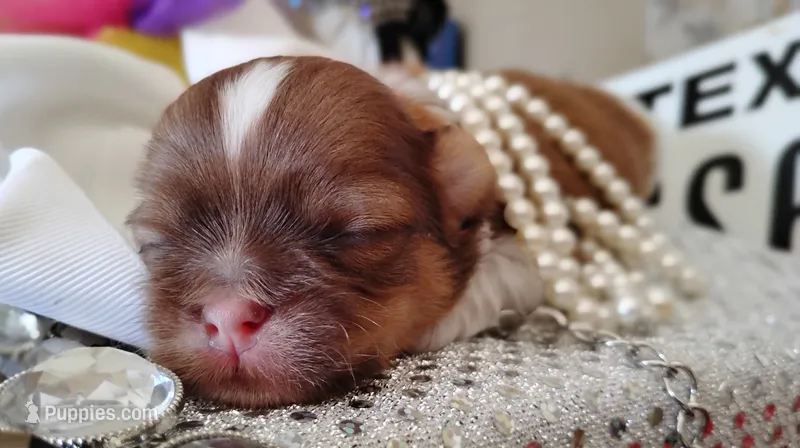 Havashu - Murdock – Havanese, Shih Tzu puppy for sale in Houston, TX