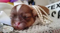 Havashu - Murdock, a male Havanese and Shih Tzu for sale in Houston, TX – 1 of 10