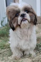 Benji , a male Shih Tzu for sale in Houston, TX – 3 of 4