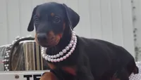 Pearl , a female Doberman Pinscher for sale in Beaumont, TX – 3 of 10