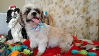 Full Akc -, a male Shih Tzu for sale in Houston, TX – 7 of 10