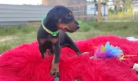 Ironman , a male Doberman Pinscher for sale in Beaumont, TX – 7 of 8