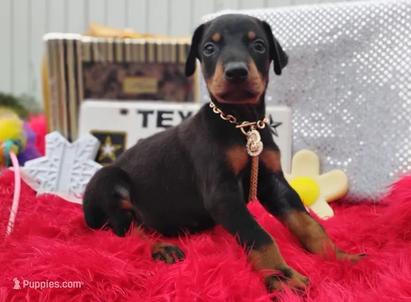 Ironman – Doberman Pinscher puppy for sale in Beaumont, TX