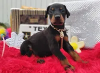 Noah , a male Doberman Pinscher for sale in Beaumont, TX – 1 of 9
