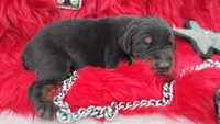 AKC Champion Bloodline -Puppy Alexander , a male Doberman Pinscher for sale in Beaumont, TX – 7 of 7