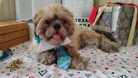 Puppy - Papa Bear 💝, a male Shih Tzu for sale in Houston, TX – 9 of 10