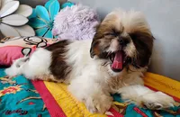 Akc Oliver, a male Shih Tzu for sale in Houston, TX – 4 of 5