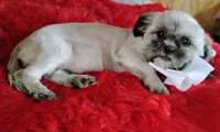 Akc full rights -Silver Belle, a female Shih Tzu for sale in Houston, TX – 8 of 10