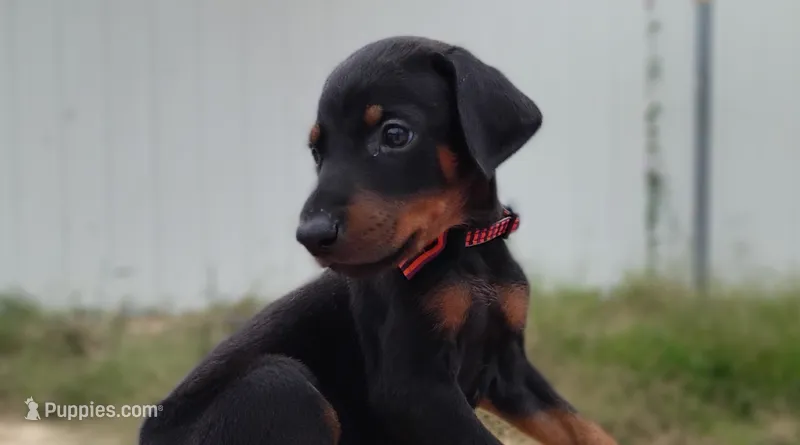 AKC Champion Bloodline - Oliver – Doberman Pinscher puppy for sale in Beaumont, TX