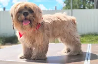 Mikey , a male Shih Tzu for sale in Beaumont, TX – 10 of 10