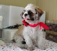 Puppy Zimba, a male Shih Tzu for sale in Houston, TX – 1 of 6