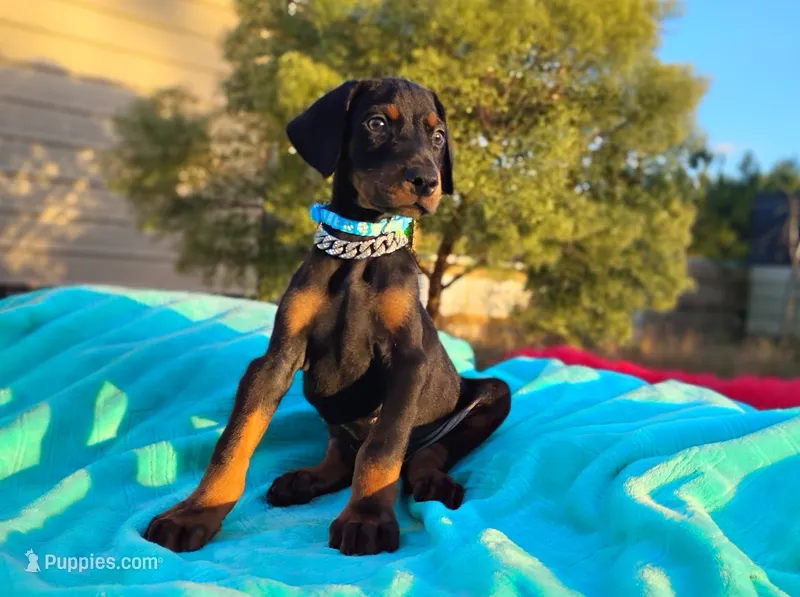  Alexander – Doberman Pinscher puppy for sale in Beaumont, TX