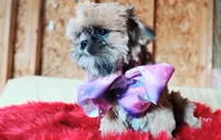 Akc full rights Little BEAR, a female Shih Tzu for sale in Houston, TX – 4 of 10