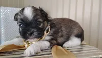 Havashu pup- Little twinkle, a male Havanese and Shih Tzu for sale in Houston, TX – 4 of 10