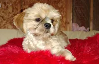 AKC full rights Liberty, a female Shih Tzu for sale in Houston, TX – 2 of 3