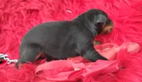AKC- Champion bloodline - Puppy Acer, a male Doberman Pinscher for sale in Beaumont, TX – 4 of 7
