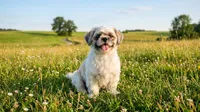 Beau , a male Shih Tzu for sale in Houston, TX – 3 of 3