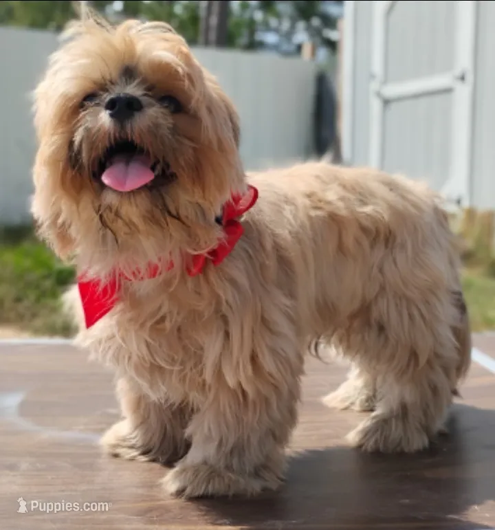 Mikey  – Shih Tzu puppy for sale in Beaumont, TX