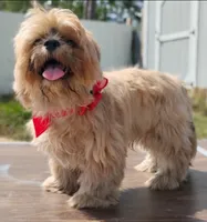Mikey , a male Shih Tzu for sale in Beaumont, TX – 1 of 10