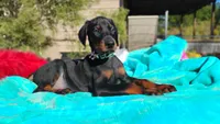 Miracle, a male Doberman Pinscher for sale in Beaumont, TX – 2 of 10