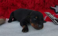 AKC Champion Bloodline -Puppy Dustin , a male Doberman Pinscher for sale in Beaumont, TX – 4 of 7