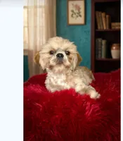 AKC full rights Liberty, a female Shih Tzu for sale in Houston, TX – 3 of 3