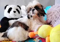 Akc Oliver, a male Shih Tzu for sale in Houston, TX – 2 of 5