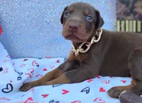 AKC Champion Bloodline - Ginger , a female Doberman Pinscher for sale in Beaumont, TX – 2 of 10