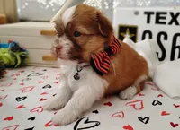 Havashu - Benji, a male Havanese and Shih Tzu for sale in Houston, TX – 6 of 9