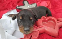 AKC Champion Bloodline - Puppy Noha , a male Doberman Pinscher for sale in Beaumont, TX – 4 of 5