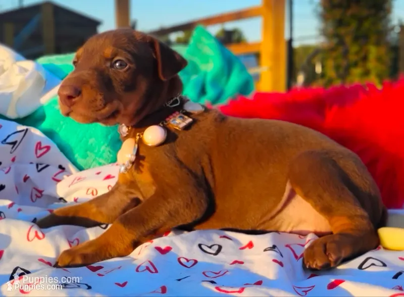 Sweety – Doberman Pinscher puppy for sale in Beaumont, TX