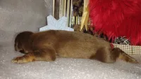 AKC Champion Bloodline - Lady Love , a female Doberman Pinscher for sale in Beaumont, TX – 8 of 8